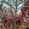 Dates Machine de traitement du palmier avec solution de clé de virage